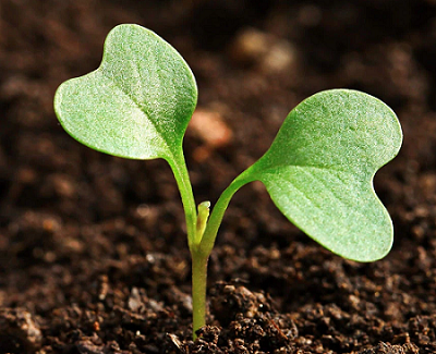 Un nuevo estudio muestra los beneficios de los fertilizantes ricos en calcio,...