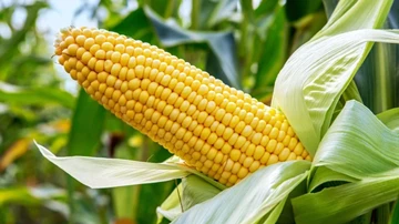El Ministerio de Agricultura francés ha aumentado su estimación de rendimient...