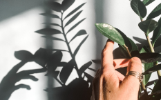 10 mejores cultivos para cultivar en interiores para cosechas de mayor calidad