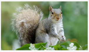 5 plantas nunca crecen si no quieres atraer ardillas a tu patio, y qué crecer...