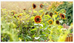 Plantas para crecer junto a girasoles: 5 cultivos y flores que estarán muy fe...