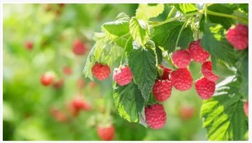 Cómo proteger las frutas blandas de las aves, las plagas y otras vida silvest...