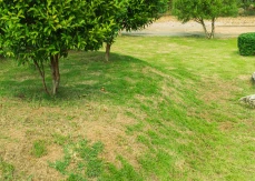 El popular truco de fertilizantes de bricolaje que arruinará su césped