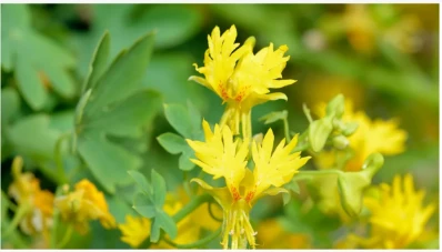 Cómo hacer crecer la enredadera canaria: para un escalador de flores amarillo...