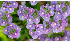 Cómo cultivar nemesia, para flores perennes delicadas pero profusas que duran...