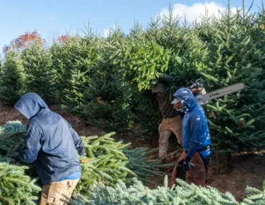 El sector de los árboles de Navidad enfrenta riesgos laborales a medida que c...