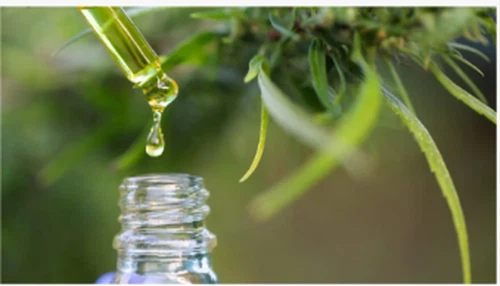 Los científicos dicen que las hojas de cannabis contienen compuestos raros co...