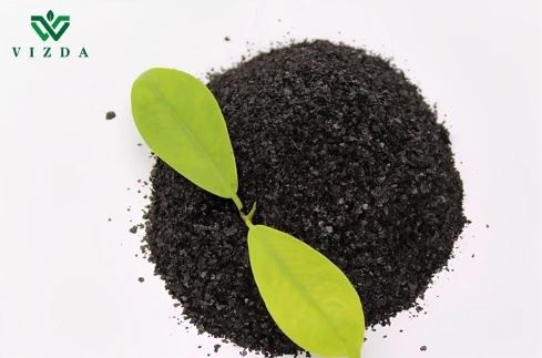 Fertilizante soluble en polvo de algas marinas y aditivo alimentario natural